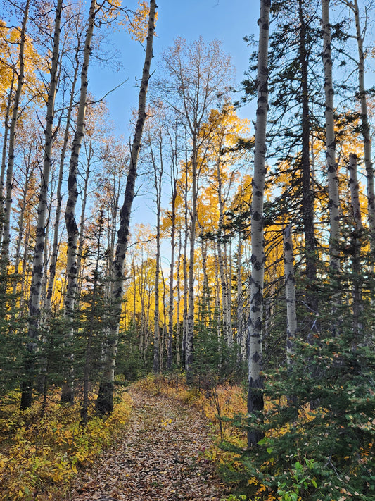 Sustainable Forest Practices and Products from The Forest Room, Alberta Forest with Fall Colors